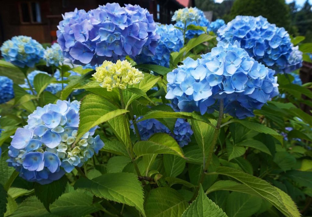 Гортензия садовая крупнолистная «Blue Heaven»