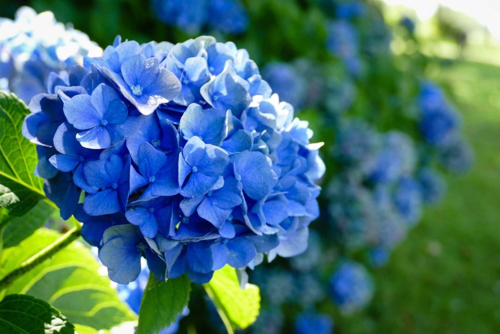Гортензия садовая крупнолистная «Nikko Blue»
