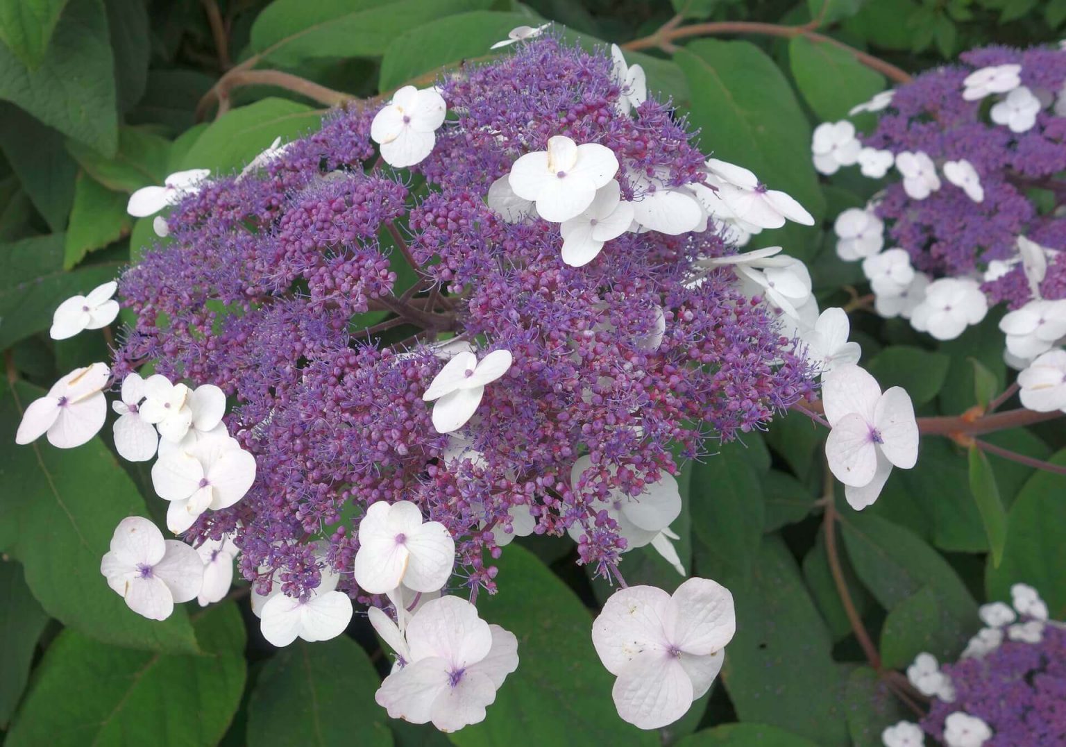 PlanetalsadГолубые гортензии – миф или реальность? - Planetalsad