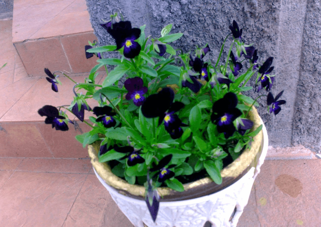 Виола трехцветная черная (Viola tricolor black)