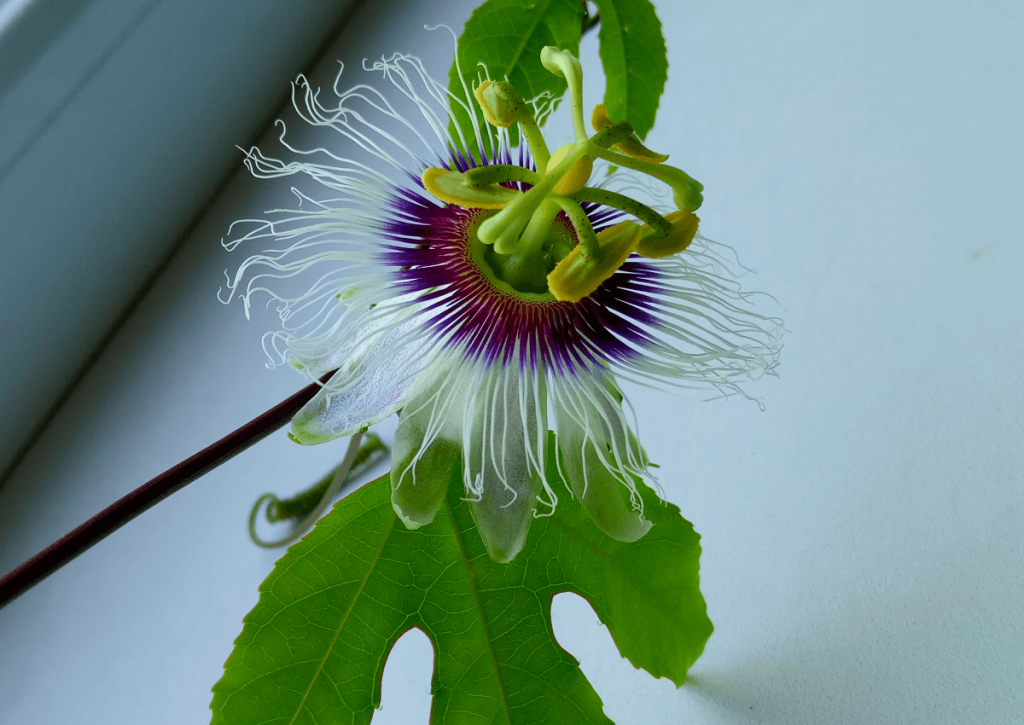 Пассифлора съедобная (Passiflora edulis)