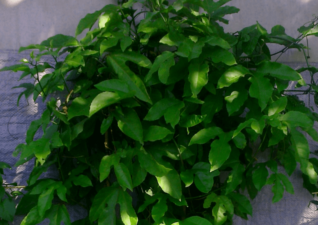 Пассифлора съедобная (Passiflora edulis)