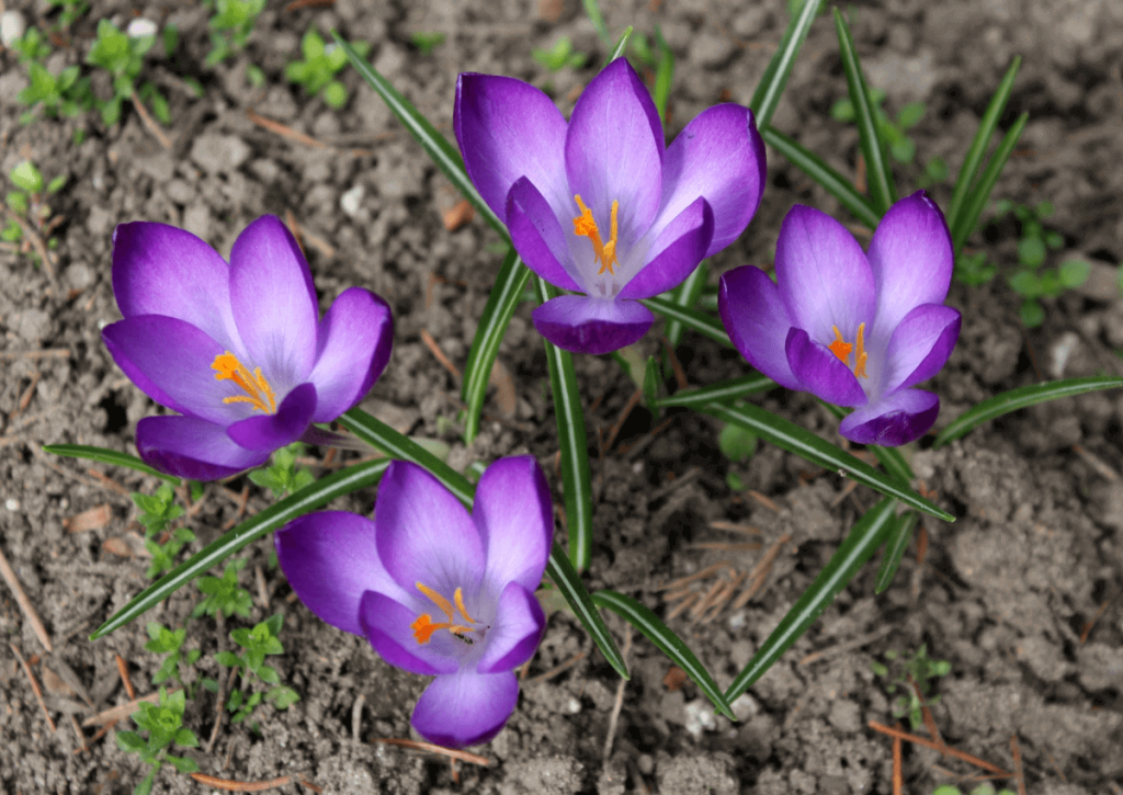 Шафран (осенний крокус Crocus sativus)