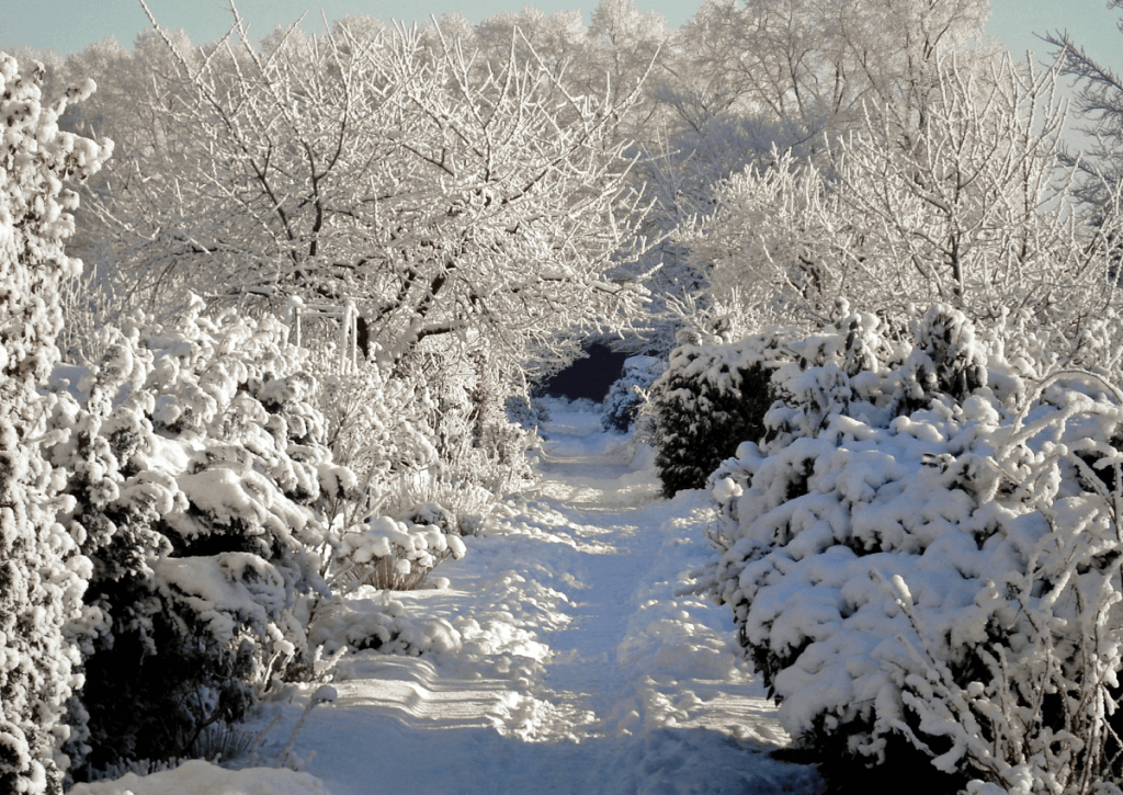 Садовые дорожки зимой
