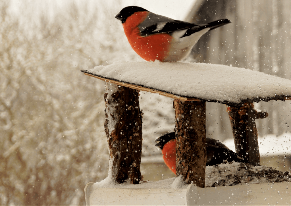 Птицы в саду зимой: снегири