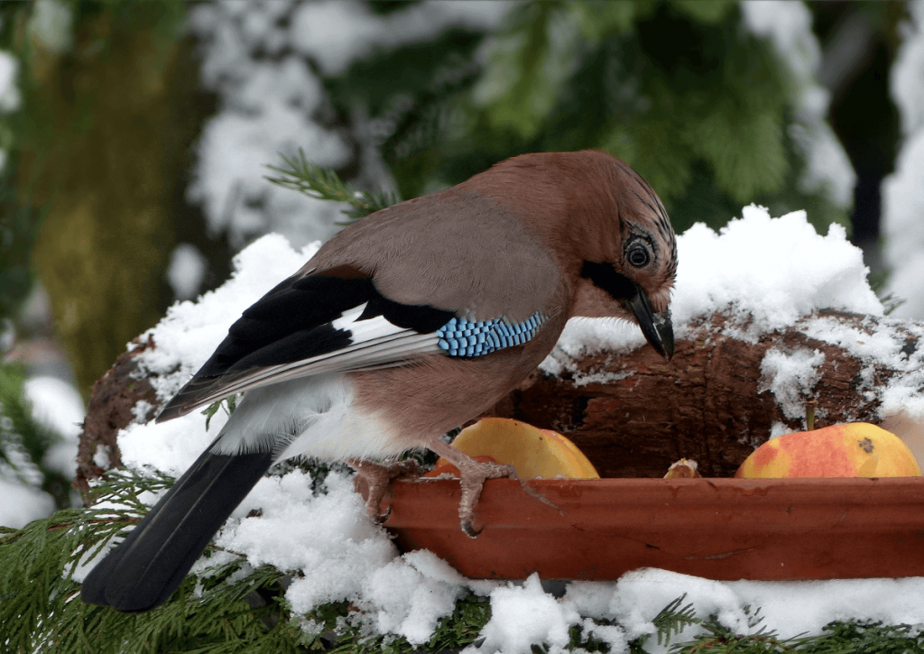 Кормление птиц в саду зимой: сойка