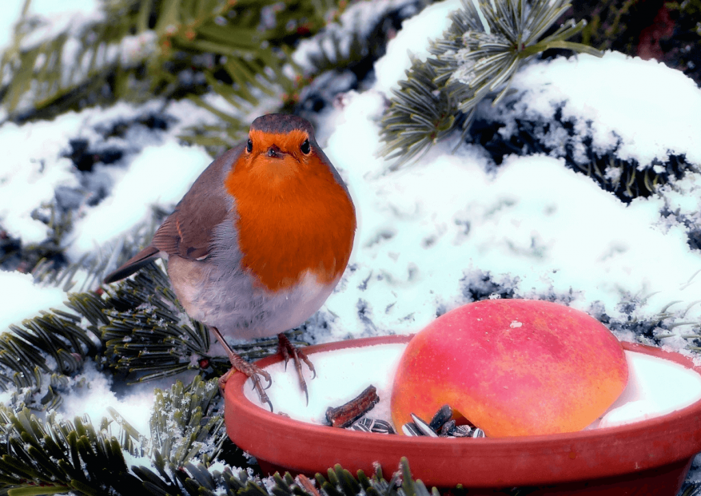 Кормление птиц в саду зимой