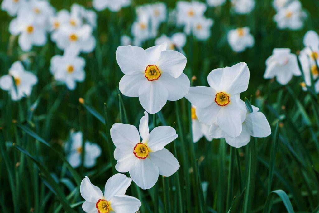 Мифы и легенды о цветах: Нарцисс