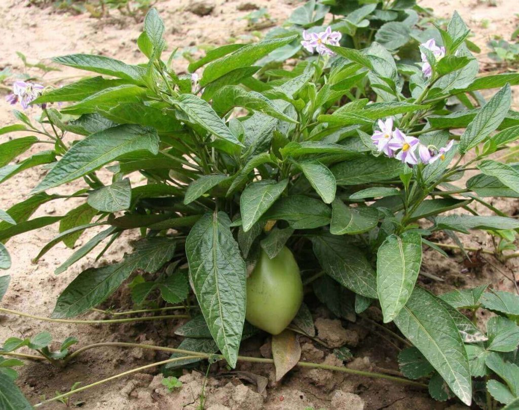 Пепино, или дынная груша: агротехника
