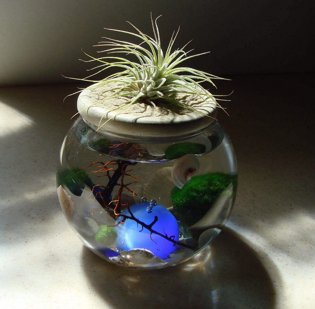 Сочетание мини-аквариумов с комнатными растениями