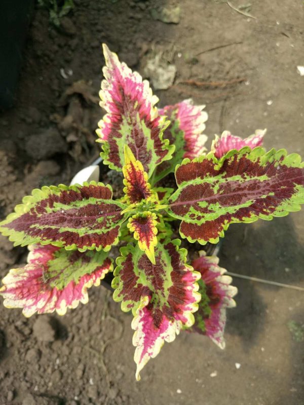 PlanetalsadКолеус (Coleus «El Brighto»): фотогалерея сорта - Planetalsad