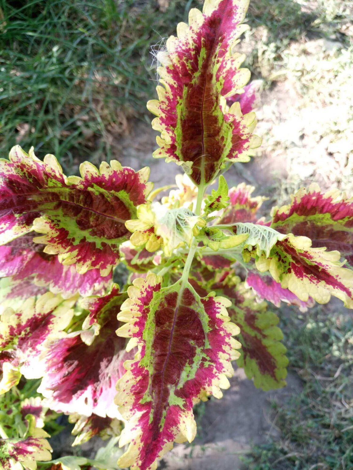PlanetalsadКолеус (Coleus «El Brighto»): фотогалерея сорта - Planetalsad