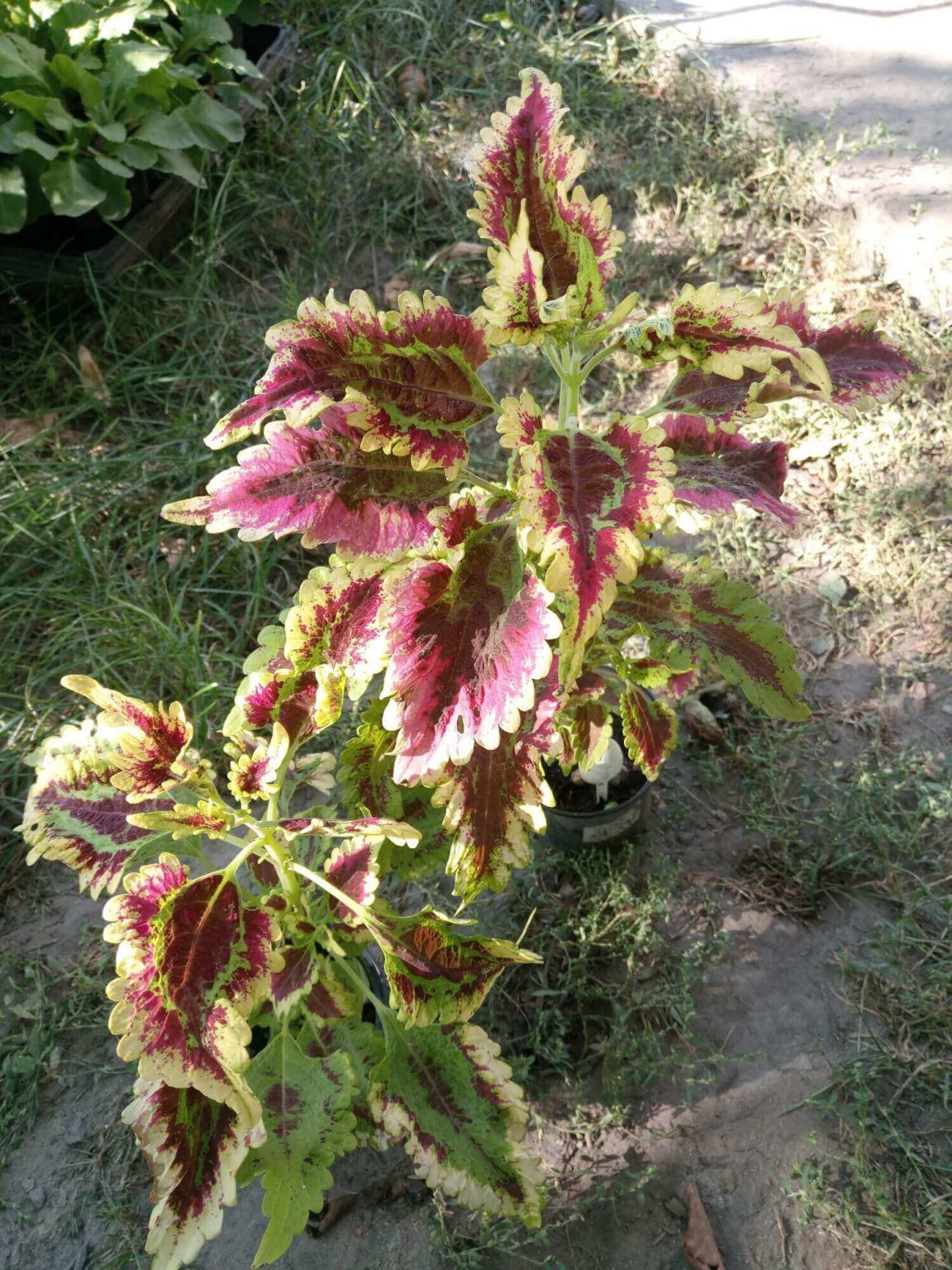 PlanetalsadКолеус (Coleus «El Brighto»): фотогалерея сорта - Planetalsad