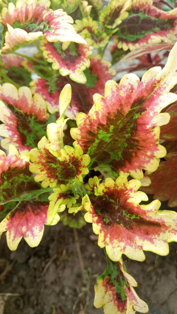 PlanetalsadКолеус (Coleus «El Brighto»): фотогалерея сорта - Planetalsad