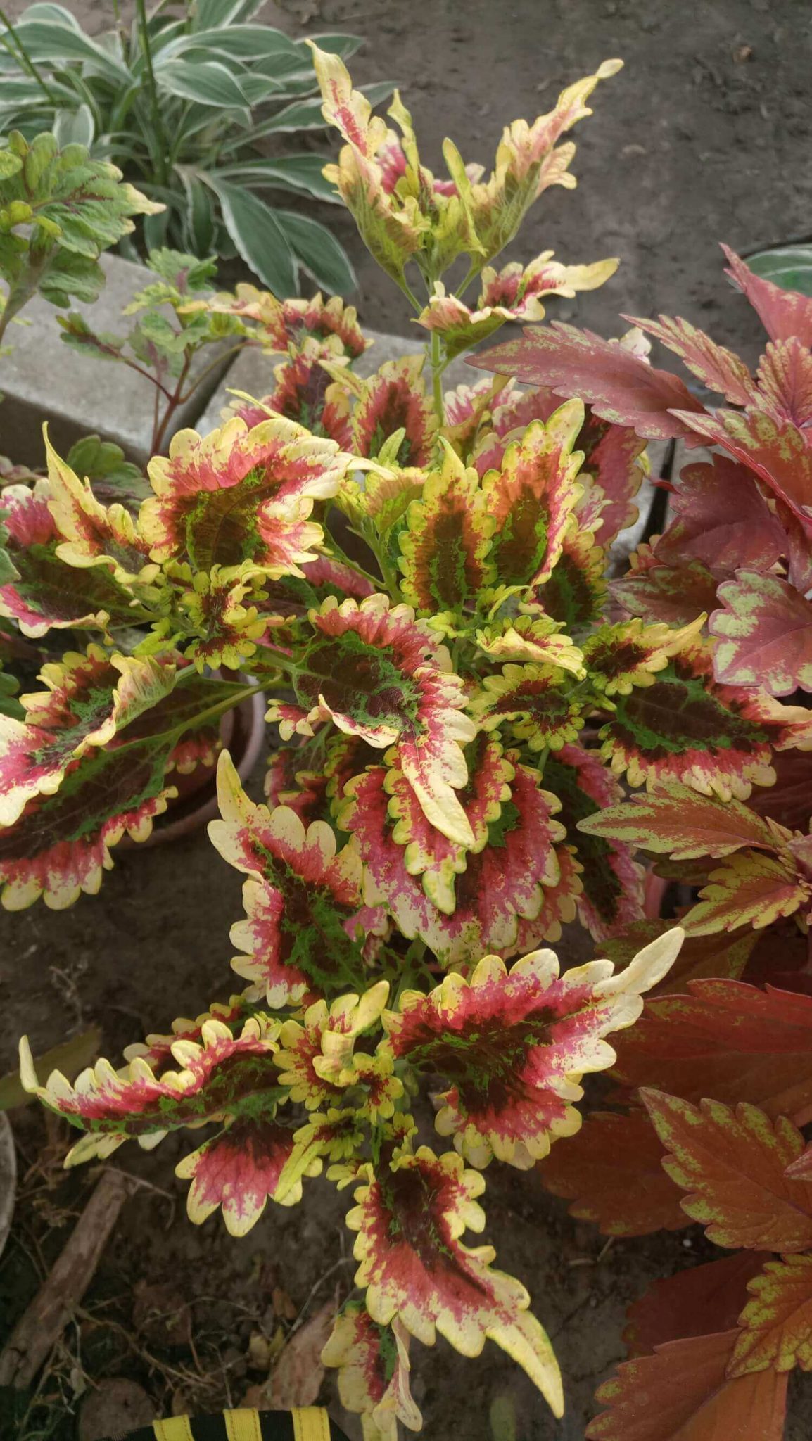 PlanetalsadКолеус (Coleus «El Brighto»): фотогалерея сорта - Planetalsad