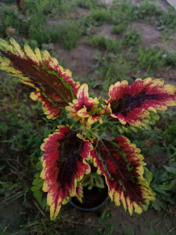 PlanetalsadКолеус (Coleus «El Brighto»): фотогалерея сорта - Planetalsad