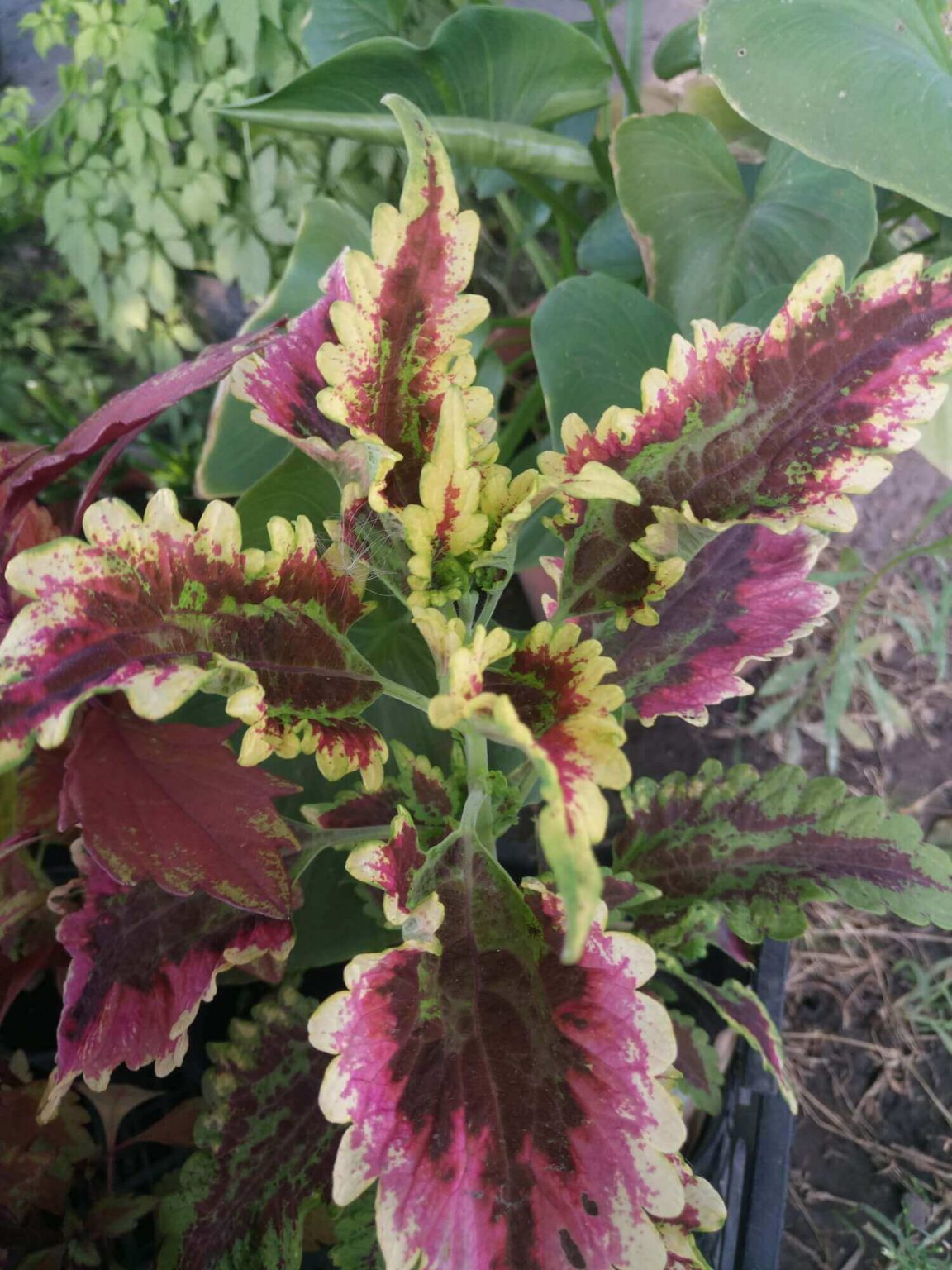 PlanetalsadКолеус (Coleus «El Brighto»): фотогалерея сорта - Planetalsad