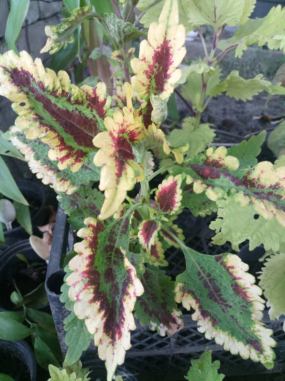 PlanetalsadКолеус (Coleus «El Brighto»): фотогалерея сорта - Planetalsad
