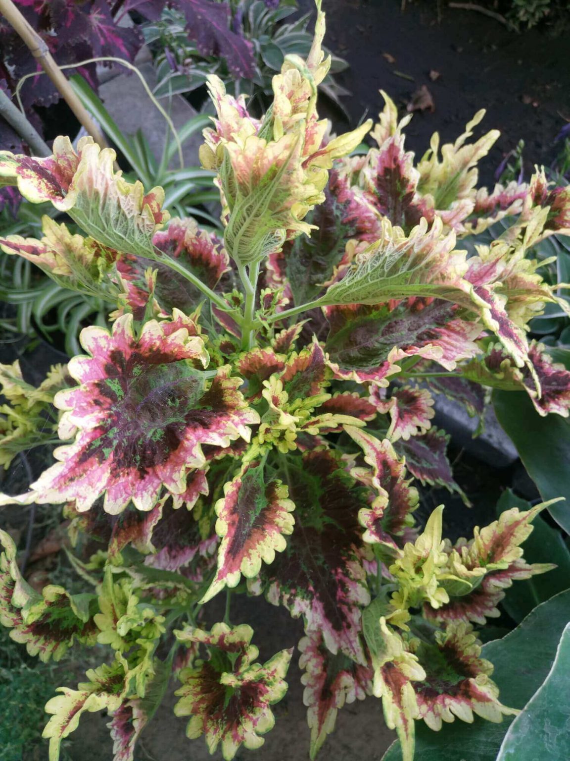 PlanetalsadКолеус (Coleus «El Brighto»): фотогалерея сорта - Planetalsad