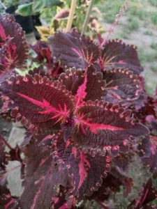PlanetalsadКолеус (Coleus «Flamingo»): фотогалерея сорта - Planetalsad