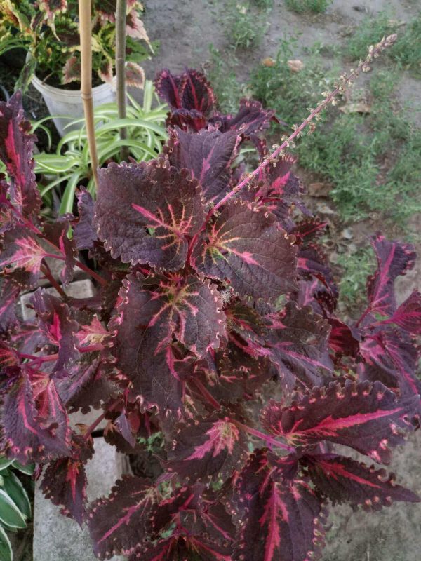 PlanetalsadКолеус (Coleus «Flamingo»): фотогалерея сорта - Planetalsad