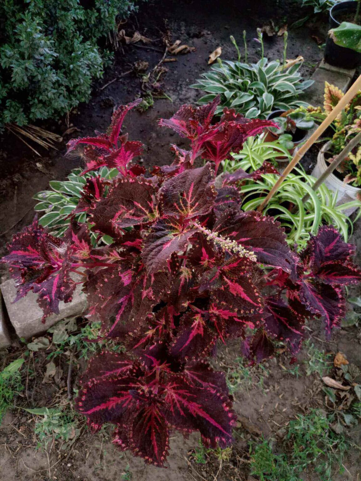 PlanetalsadКолеус (Coleus «Flamingo»): фотогалерея сорта - Planetalsad