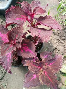 PlanetalsadКолеус (Coleus «Flamingo»): фотогалерея сорта - Planetalsad