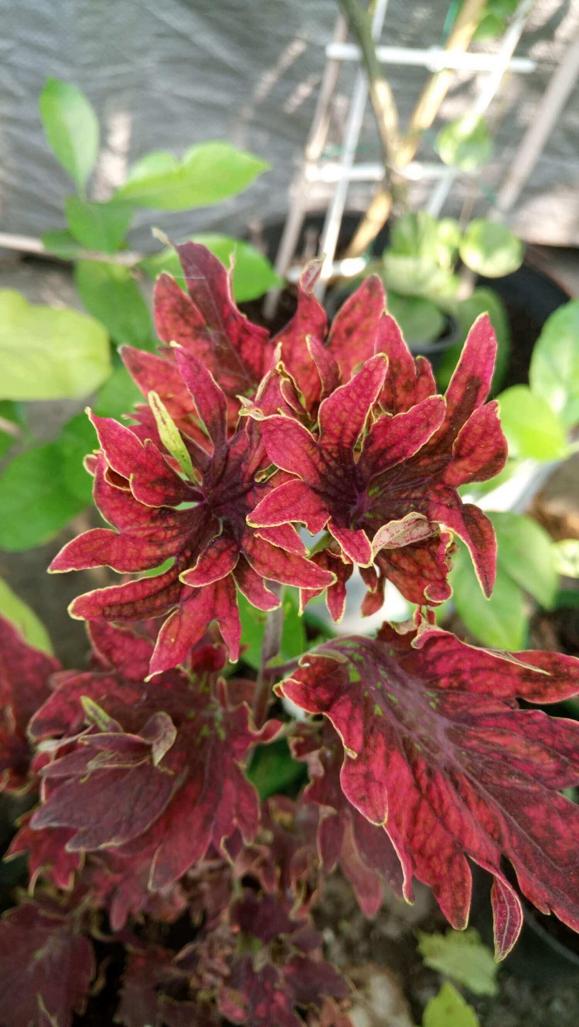 PlanetalsadКолеус (Coleus «Hot Embers»): фотогалерея сорта - Planetalsad