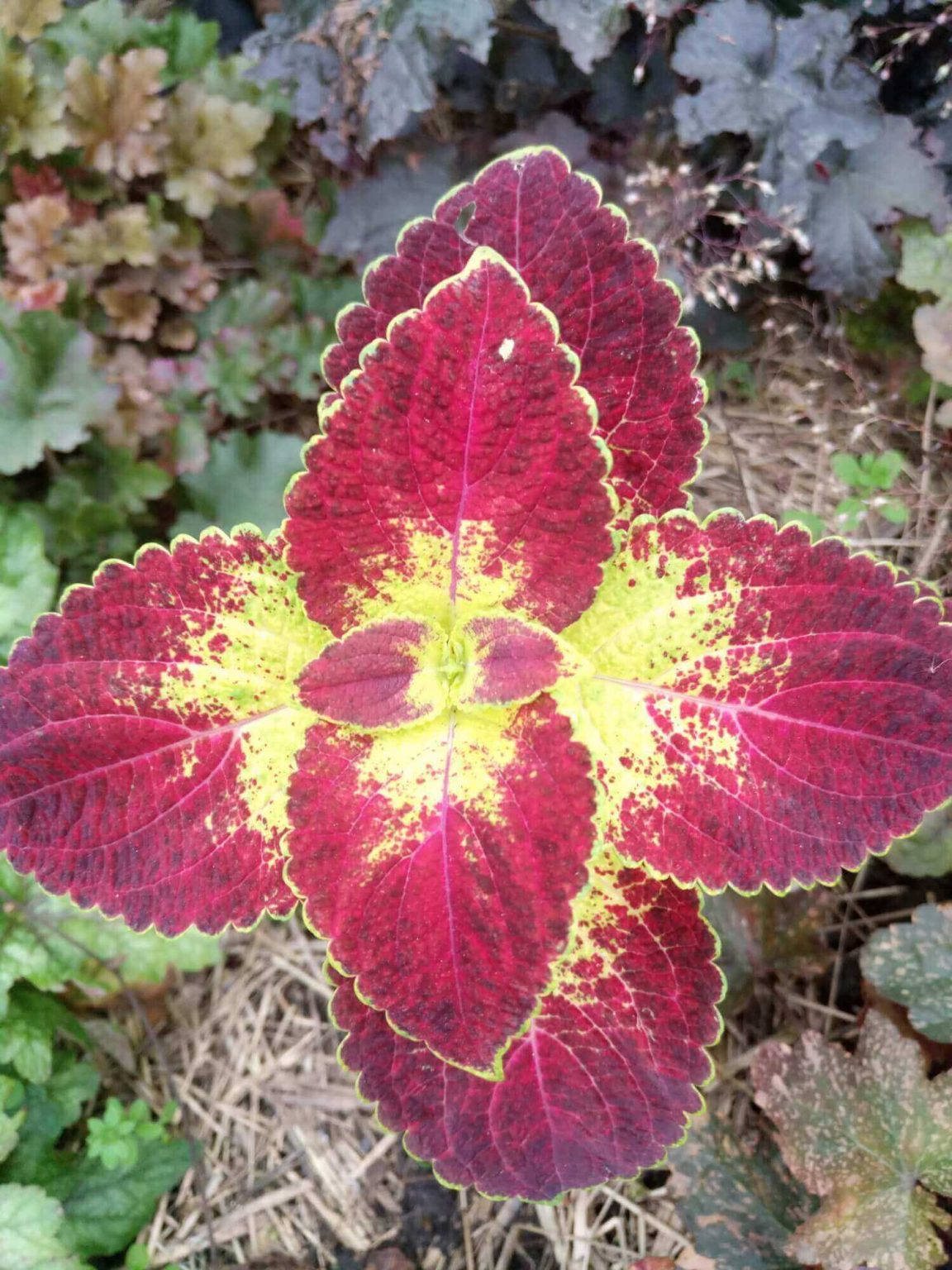 PlanetalsadКолеус (Coleus «Kona Red»): фотогалерея сорта - Planetalsad