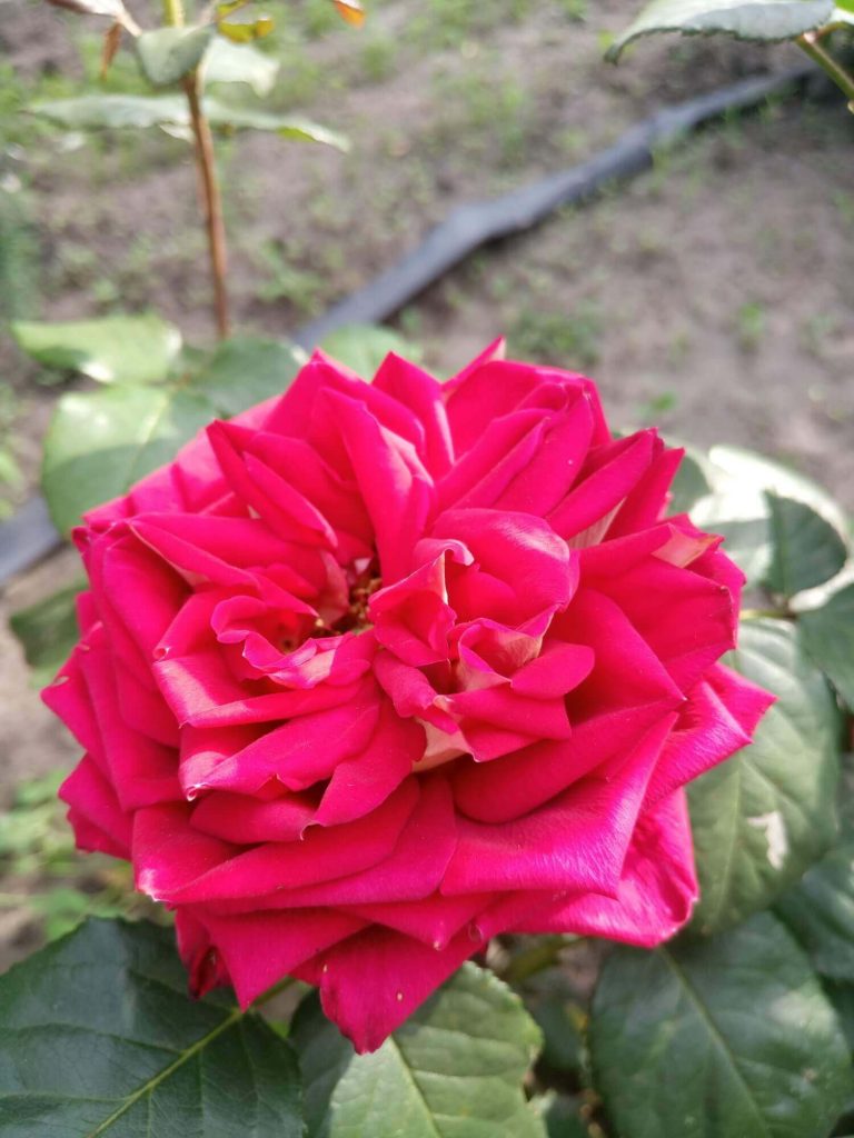 Роза "Нью Фэшн" - отцветающие соцветия долго не осыпаются