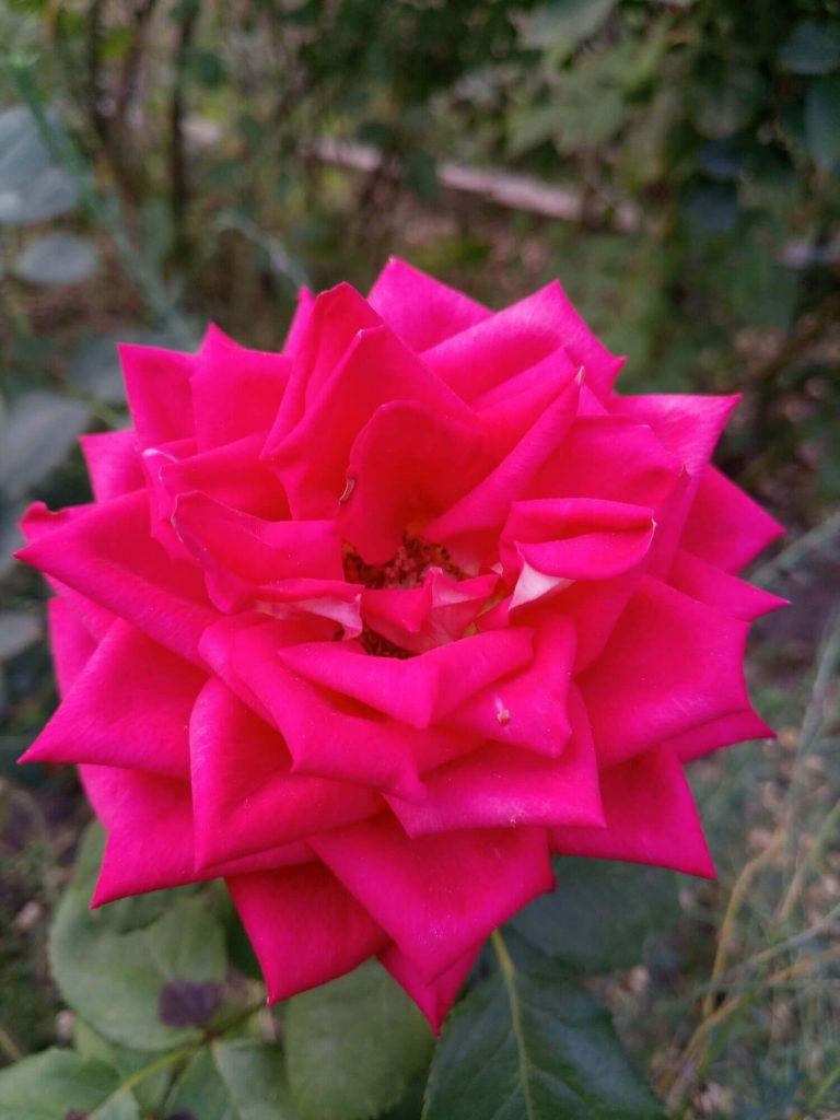 Роза чайно-гибридная "Нью Фэшн"
