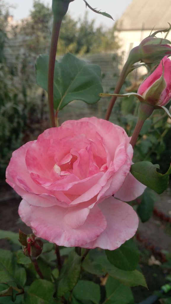 Роза грандифлора «Queen Elizabeth»: фотогалерея сорта