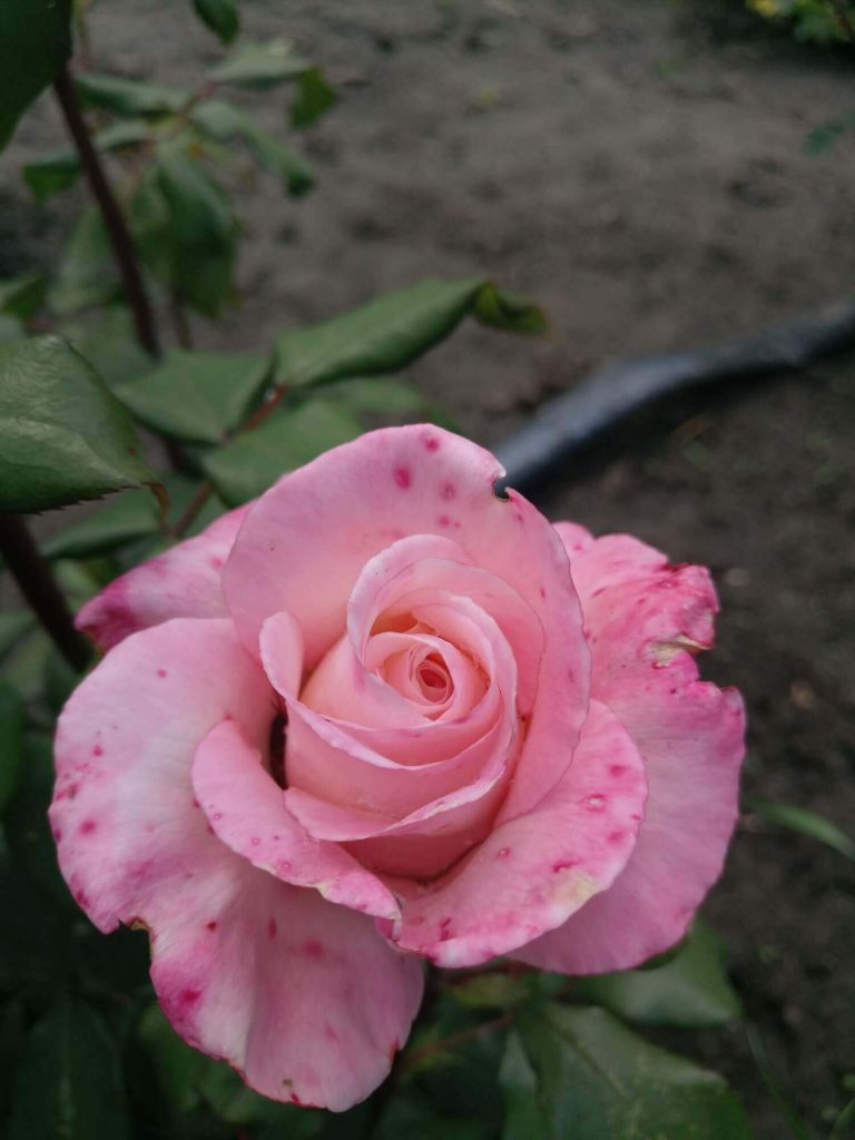 Роза "Королева Елизавета"