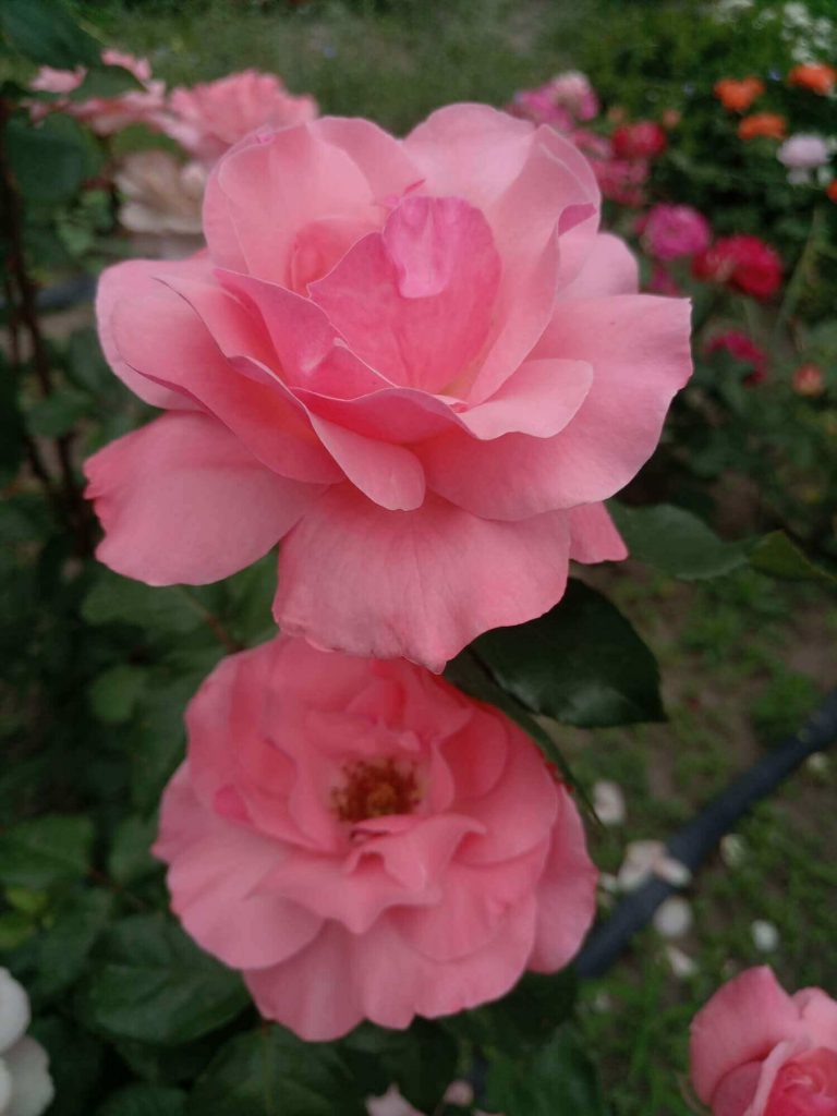Роза грандифлора «Queen Elizabeth»: фотогалерея сорта