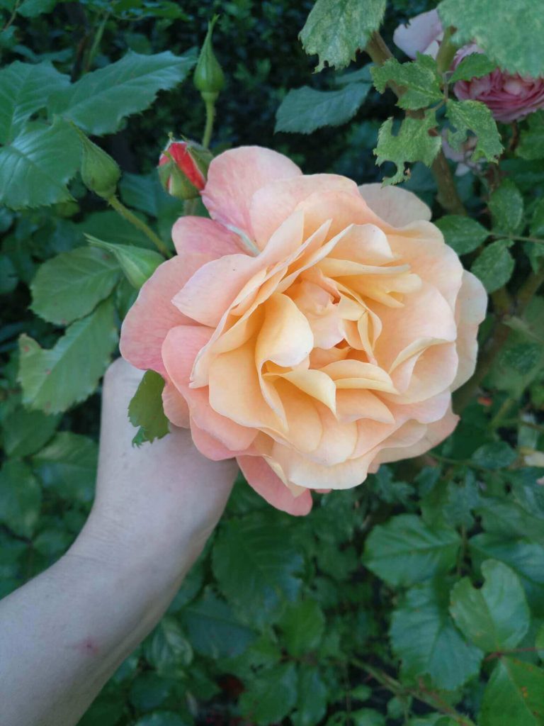 Роза шраб «Westerland»: фотогалерея сорта