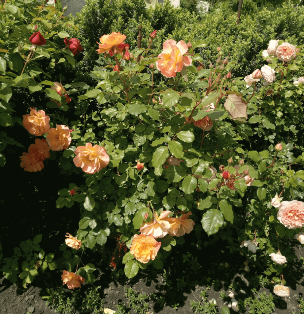 Роза шраб «Westerland»: фотогалерея сорта