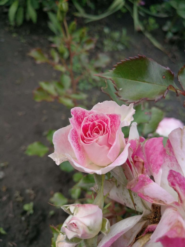 Бутон розы патио «Regensberg»