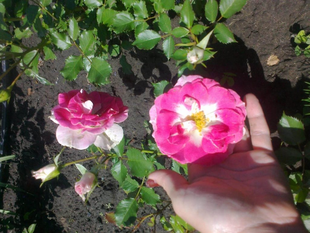 Миниатюрная роза патио «Regensberg»