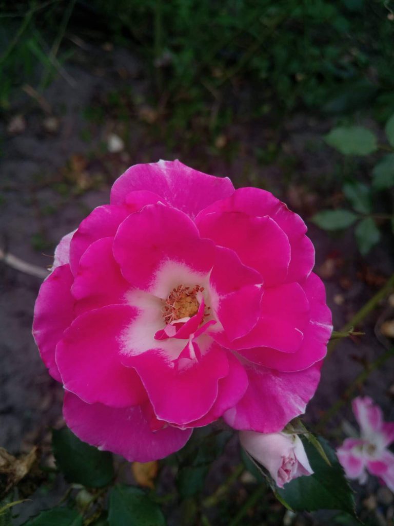 Миниатюрная роза патио «Regensberg»
