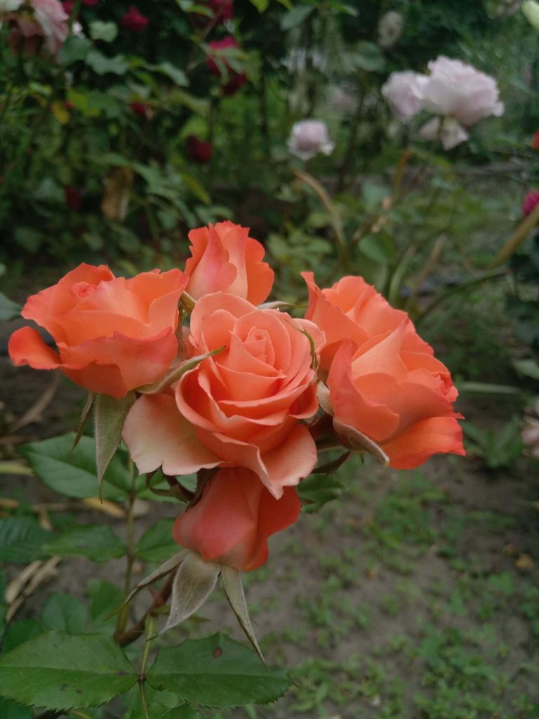 Роза спрей «Alegria»: фотогалерея сорта