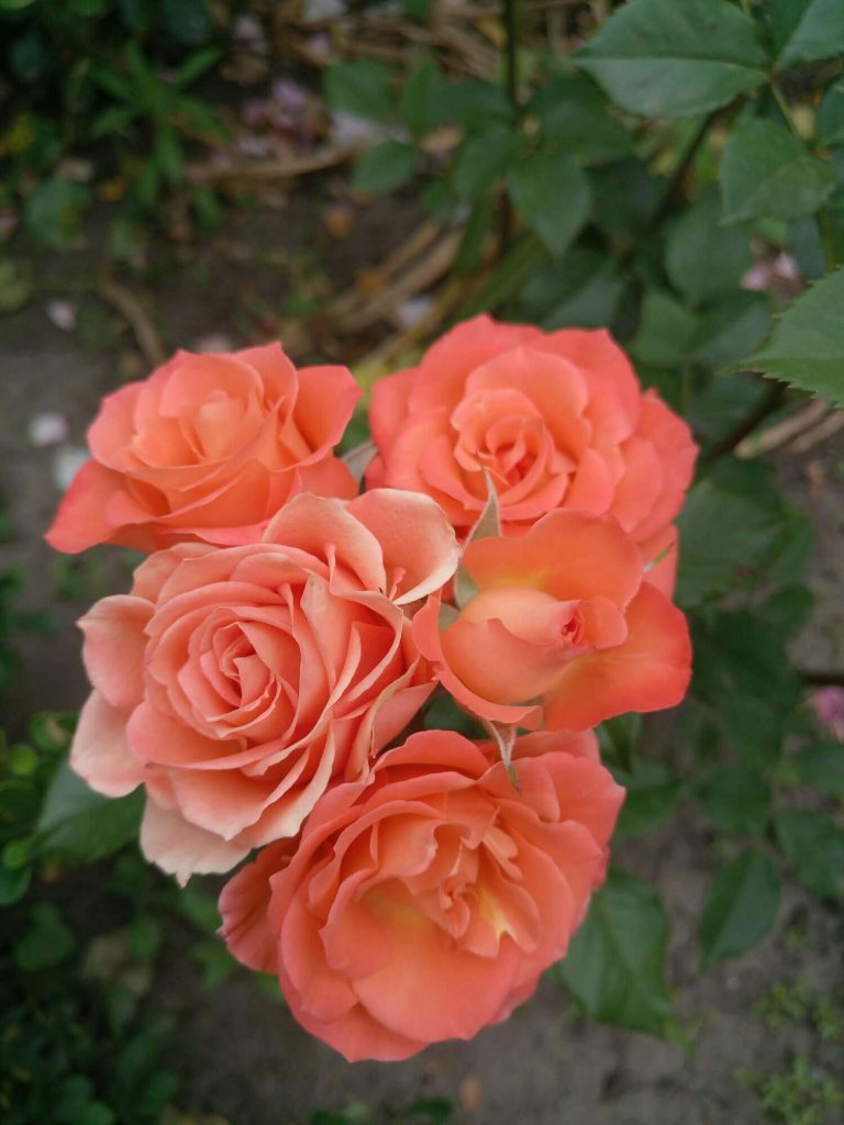 Роза спрей «Alegria»: фотогалерея сорта