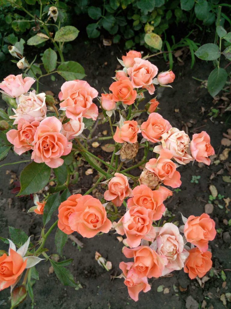 Роза "Алегрия": при отцветании соцветия долго не опадают