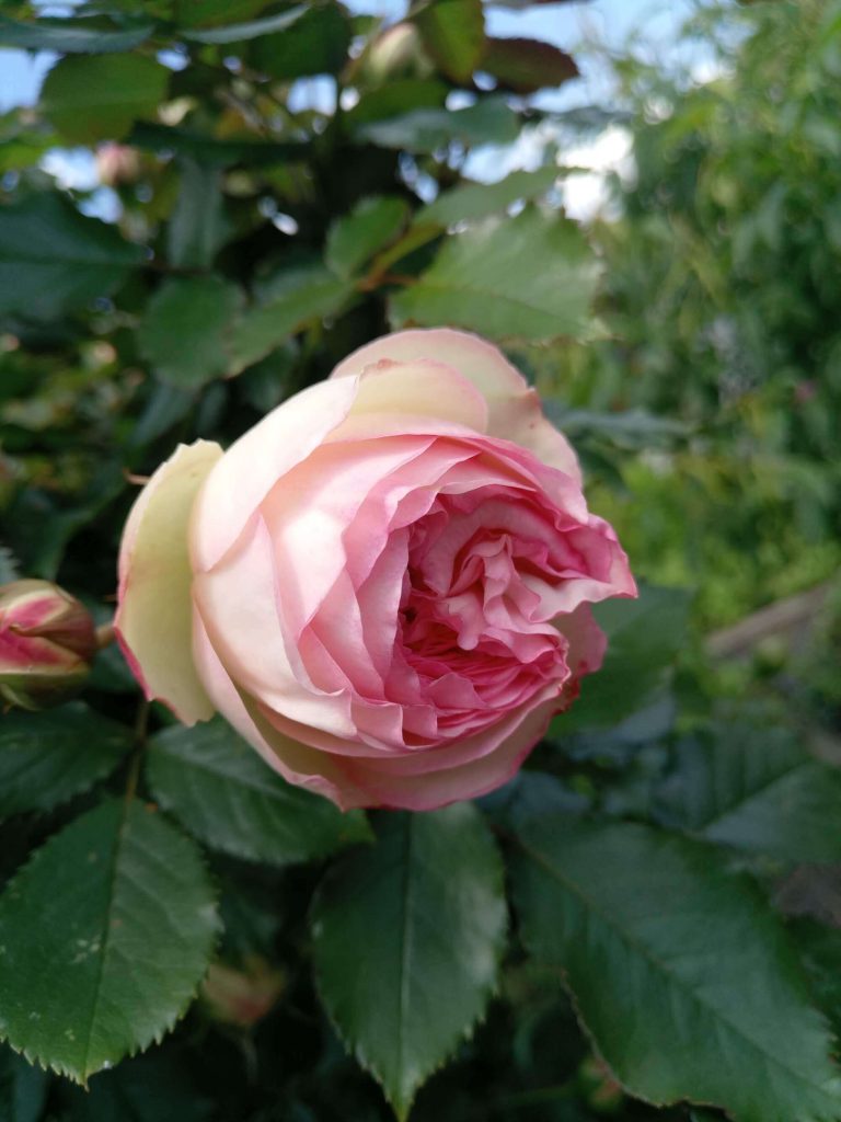Роза «Пьерр де Ронсард» в бутоне